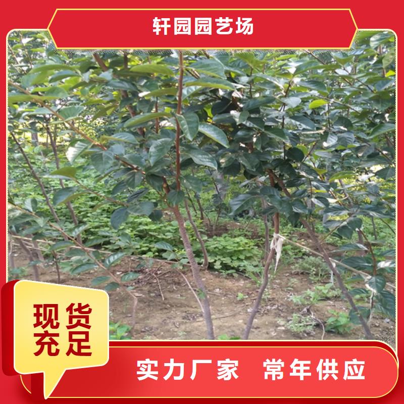 柿子板栗苗用品质说话