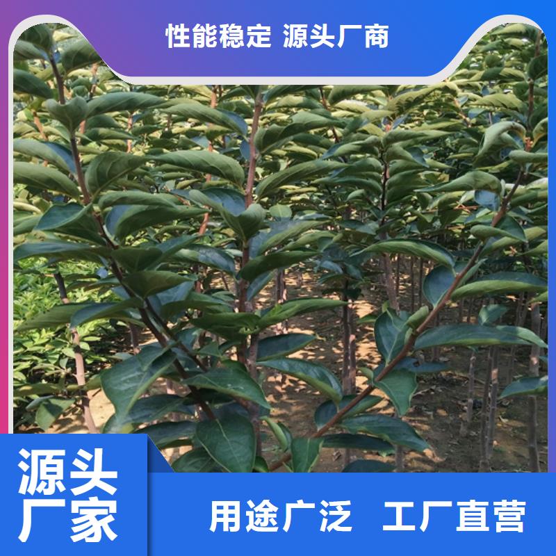 【柿子】石榴苗出厂严格质检
