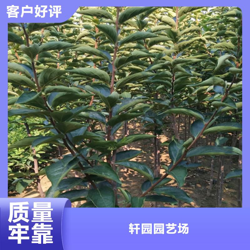 柿子石榴树品种全