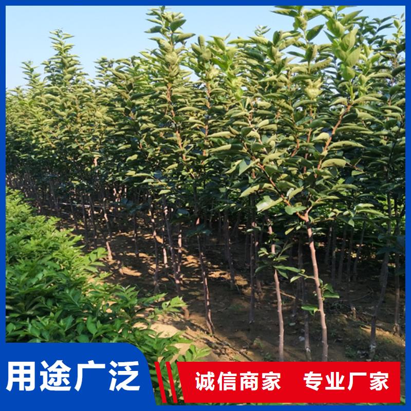 轩园柿子-【苹果苗】可定制有保障-业务覆盖区域|庐山|瑞昌|抚州|景德镇|吉安|南昌|萍乡|上饶|新余-云商赢企