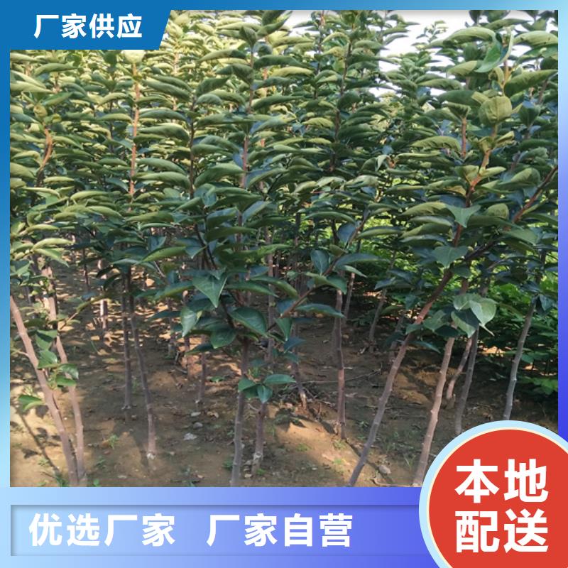 柿子板栗苗实拍品质保障