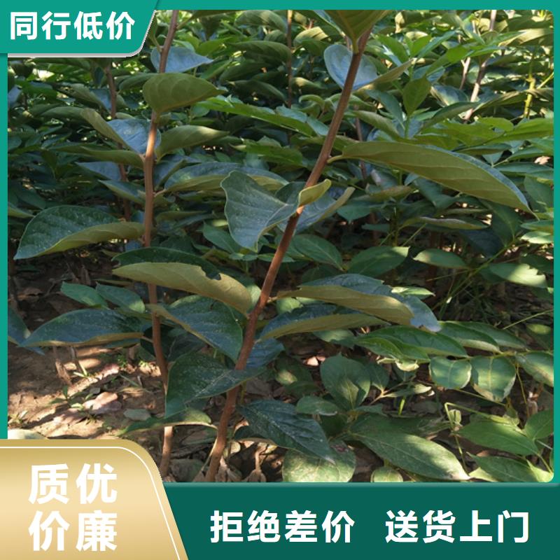 轩园柿子-【苹果苗】可定制有保障-业务覆盖区域|庐山|瑞昌|抚州|景德镇|吉安|南昌|萍乡|上饶|新余-云商赢企