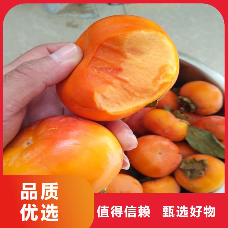 柿子板栗苗实拍品质保障