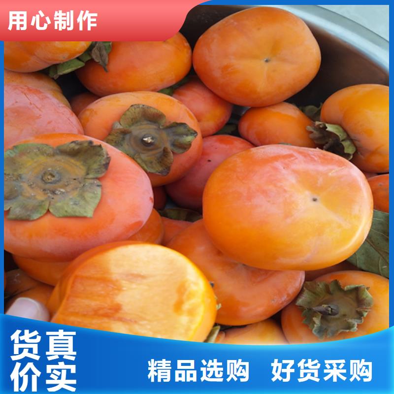 【柿子】桃树苗现货采购