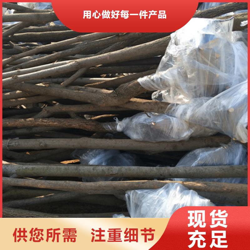 轩园【柿子】,桃树苗多种工艺-业务覆盖区域|永德|临翔|西双版纳|红河|大理|普洱-云商赢企