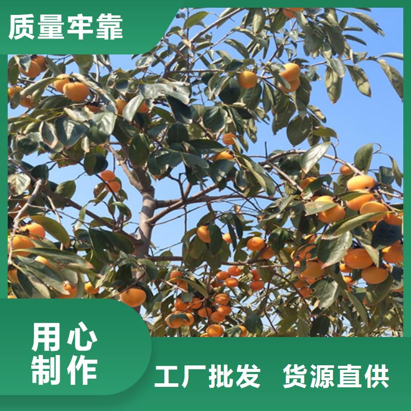 【柿子】桃树苗现货采购