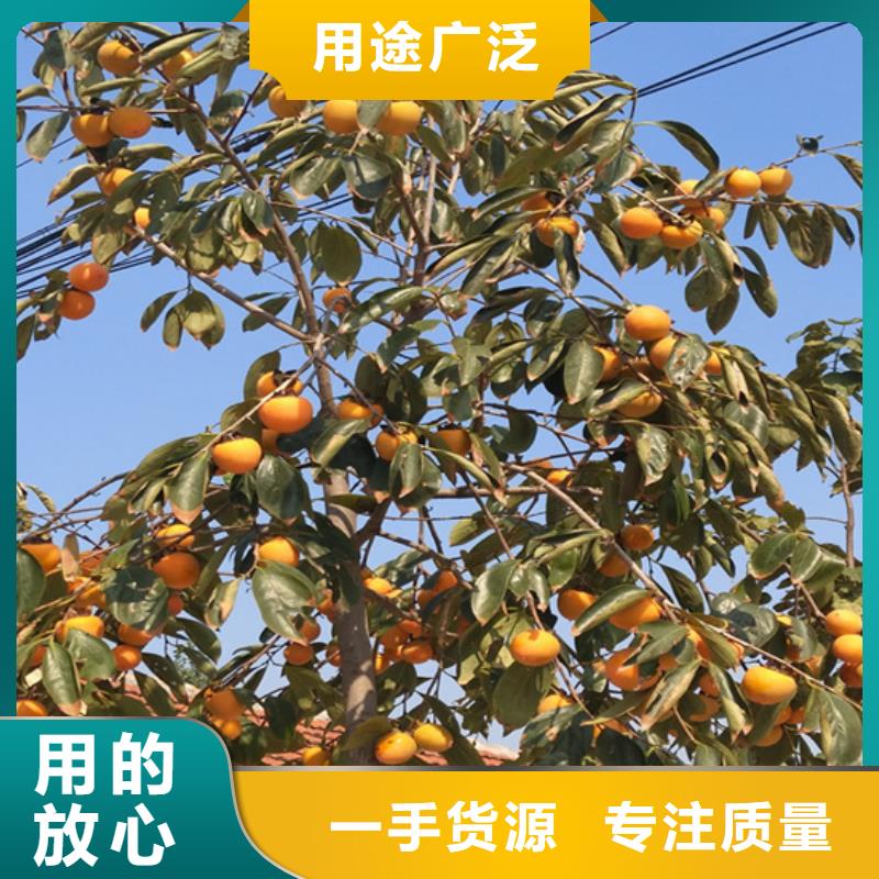 柿子板栗苗源头工厂量大优惠