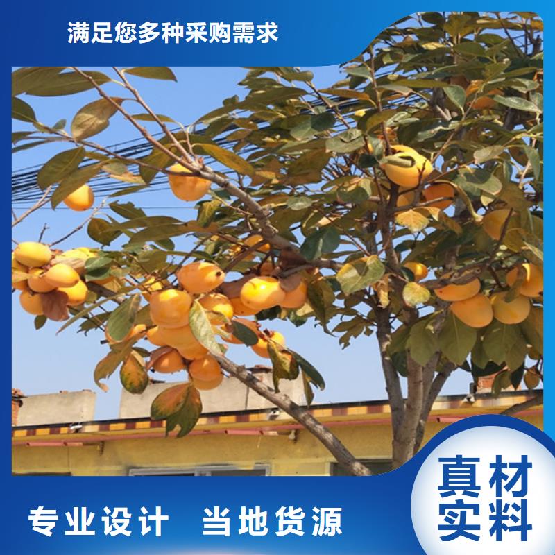 轩园柿子-【苹果苗】可定制有保障-业务覆盖区域|庐山|瑞昌|抚州|景德镇|吉安|南昌|萍乡|上饶|新余-云商赢企