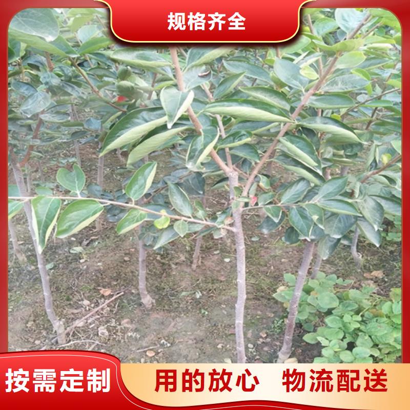 柿子板栗苗源头工厂量大优惠
