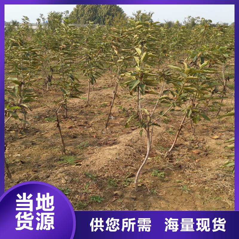 使用寿命长久【柿子】,桃树苗多种工艺-同城品牌