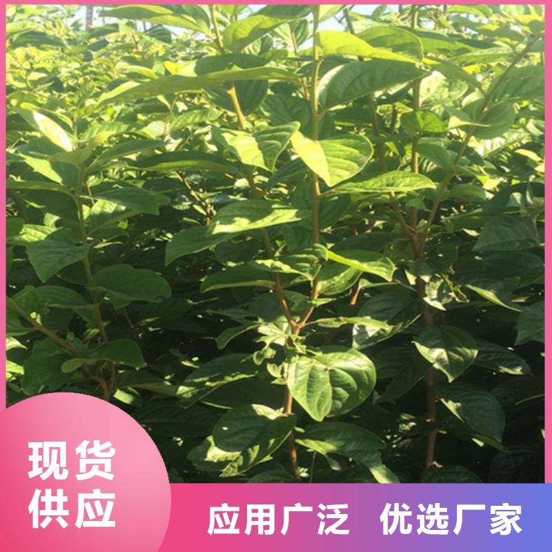 柿子板栗苗实拍品质保障