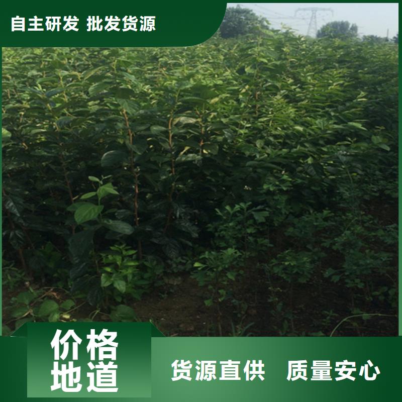 轩园柿子-【苹果苗】可定制有保障-业务覆盖区域|庐山|瑞昌|抚州|景德镇|吉安|南昌|萍乡|上饶|新余-云商赢企
