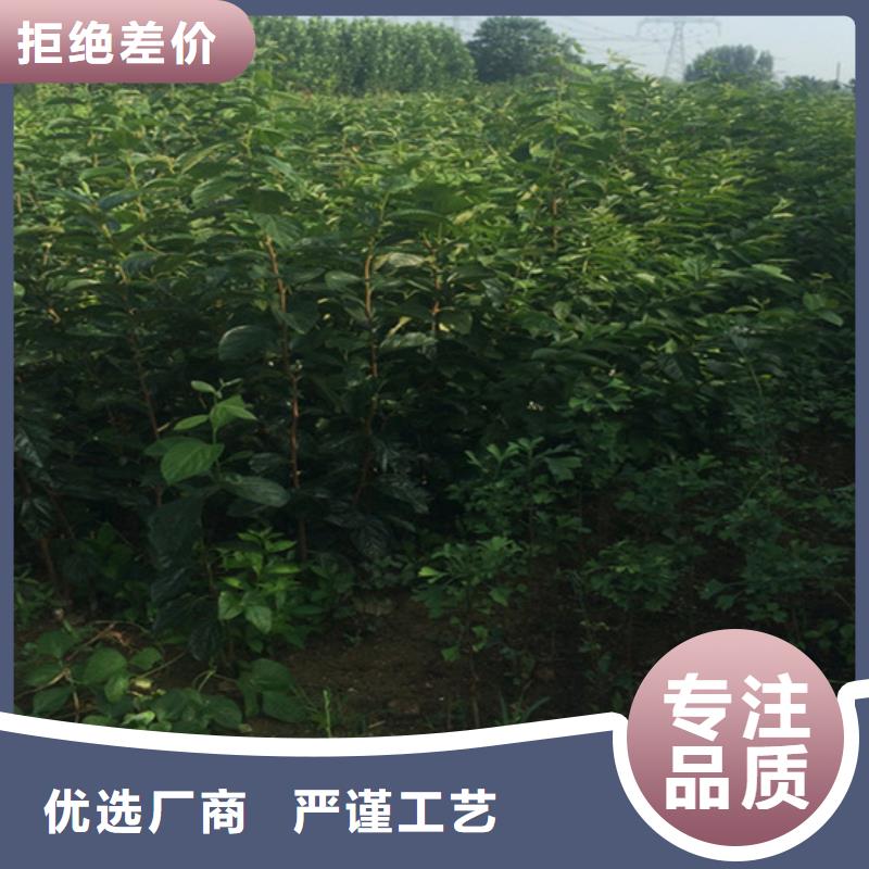 柿子李树苗出厂严格质检