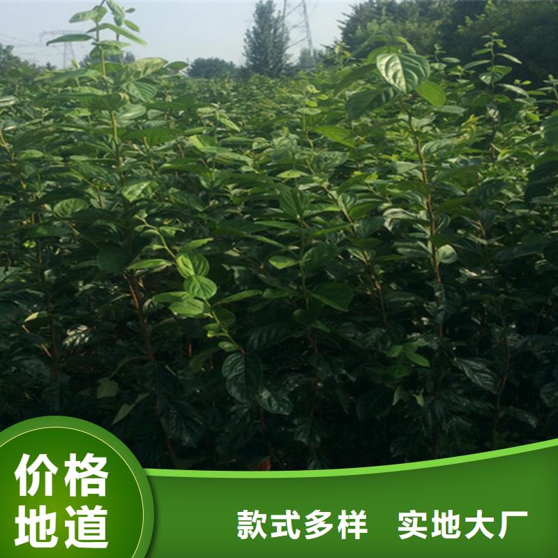 轩园柿子-【苹果苗】可定制有保障-业务覆盖区域|庐山|瑞昌|抚州|景德镇|吉安|南昌|萍乡|上饶|新余-云商赢企