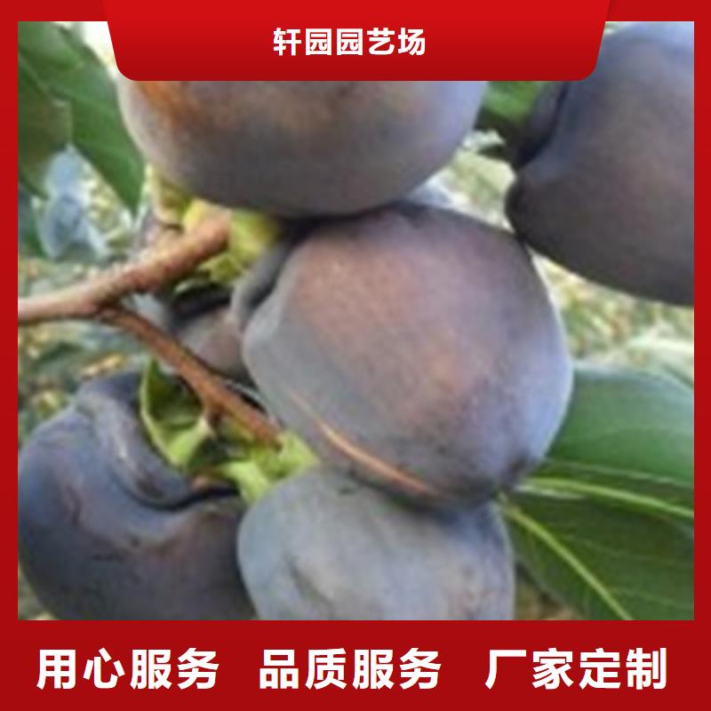 【柿子】石榴苗出厂严格质检