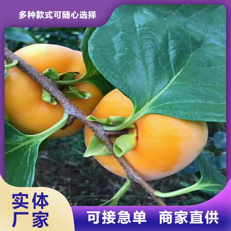 柿子板栗苗实拍品质保障