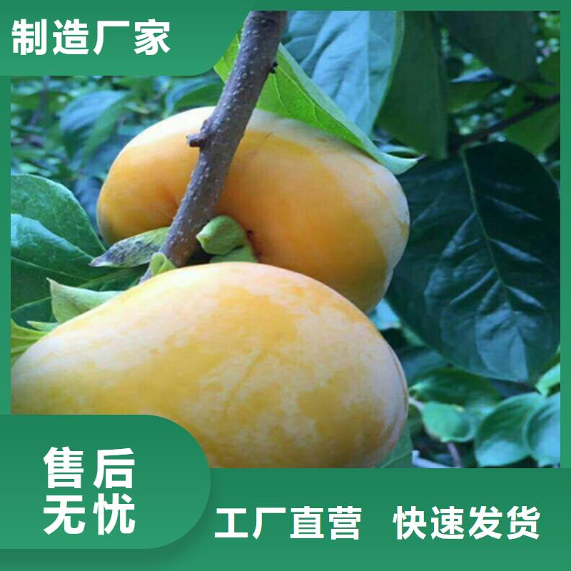 【柿子】桃树苗现货采购