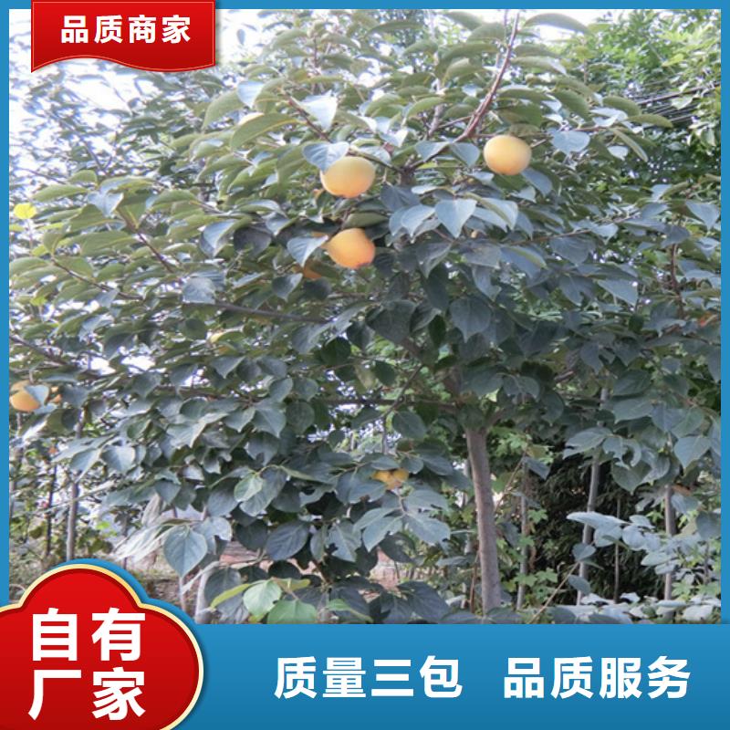 【柿子】桃树苗现货采购
