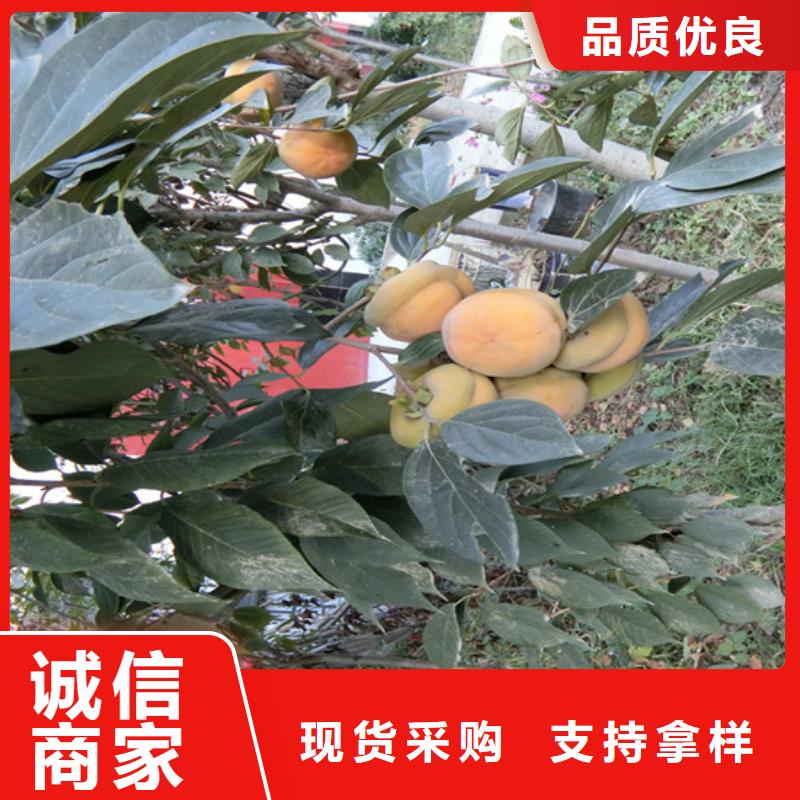 轩园柿子-【苹果苗】可定制有保障-业务覆盖区域|庐山|瑞昌|抚州|景德镇|吉安|南昌|萍乡|上饶|新余-云商赢企