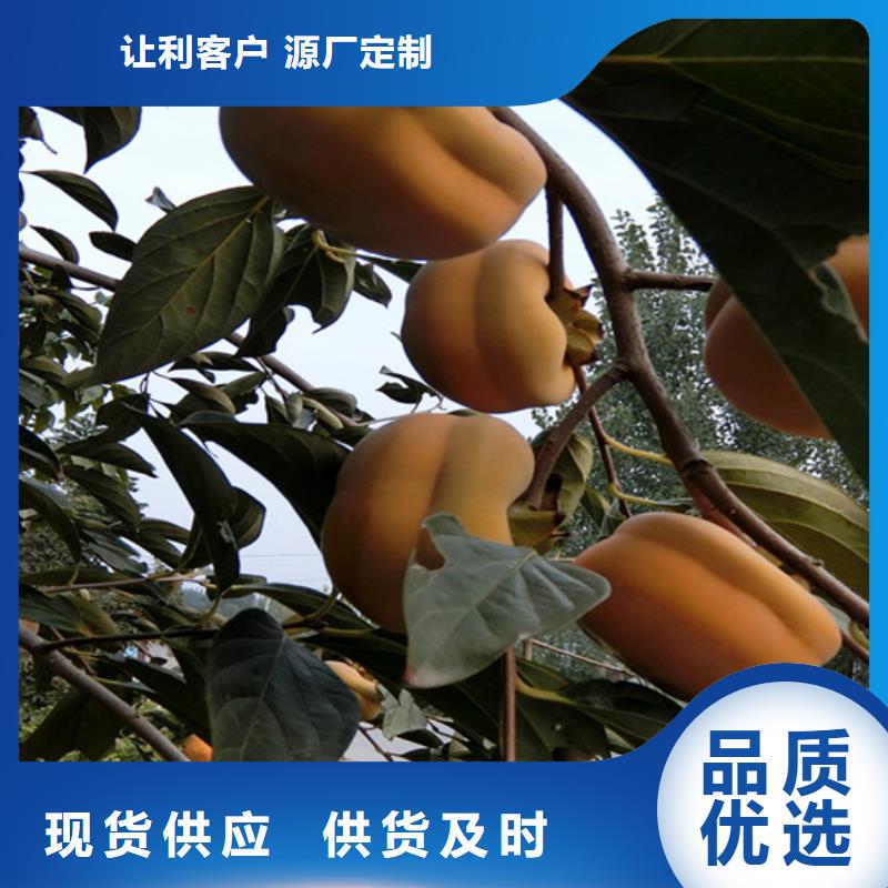 【柿子】桃树苗现货采购