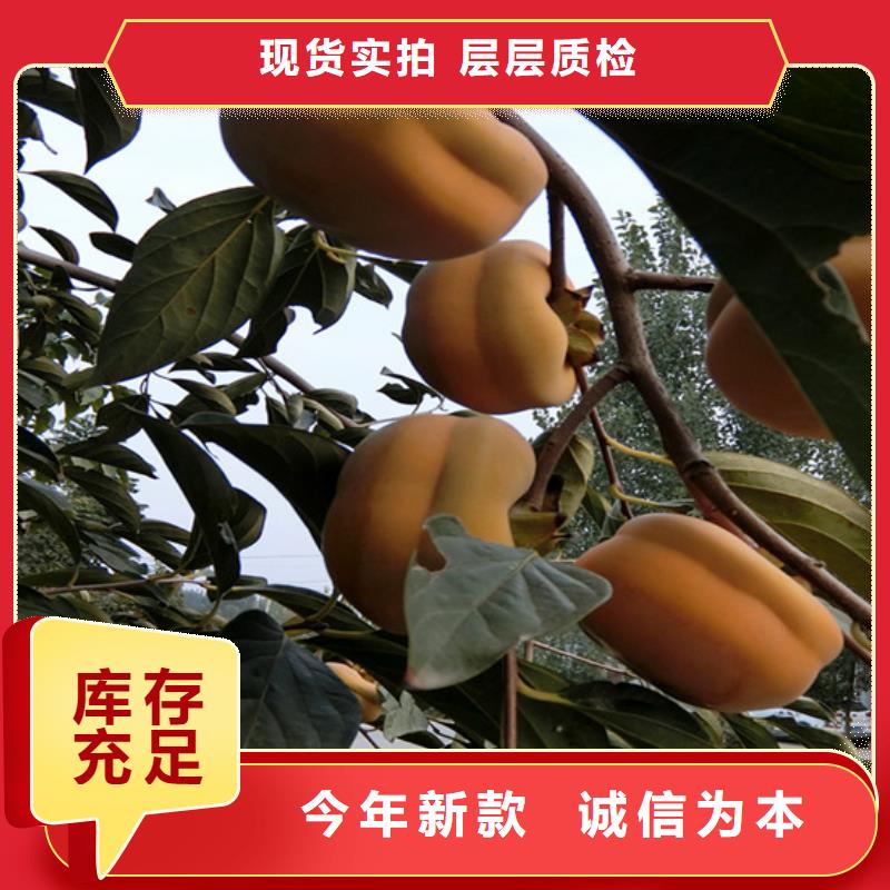 柿子板栗苗源头工厂量大优惠