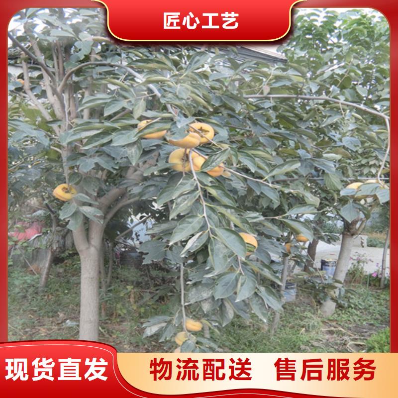 轩园【柿子】,桃树苗多种工艺-业务覆盖区域|永德|临翔|西双版纳|红河|大理|普洱-云商赢企