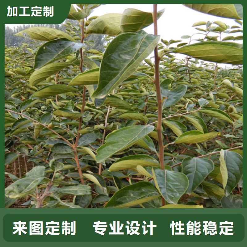 柿子-樱桃苗好品质经得住考验