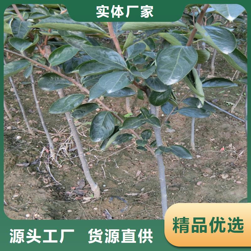 柿子板栗苗实拍品质保障