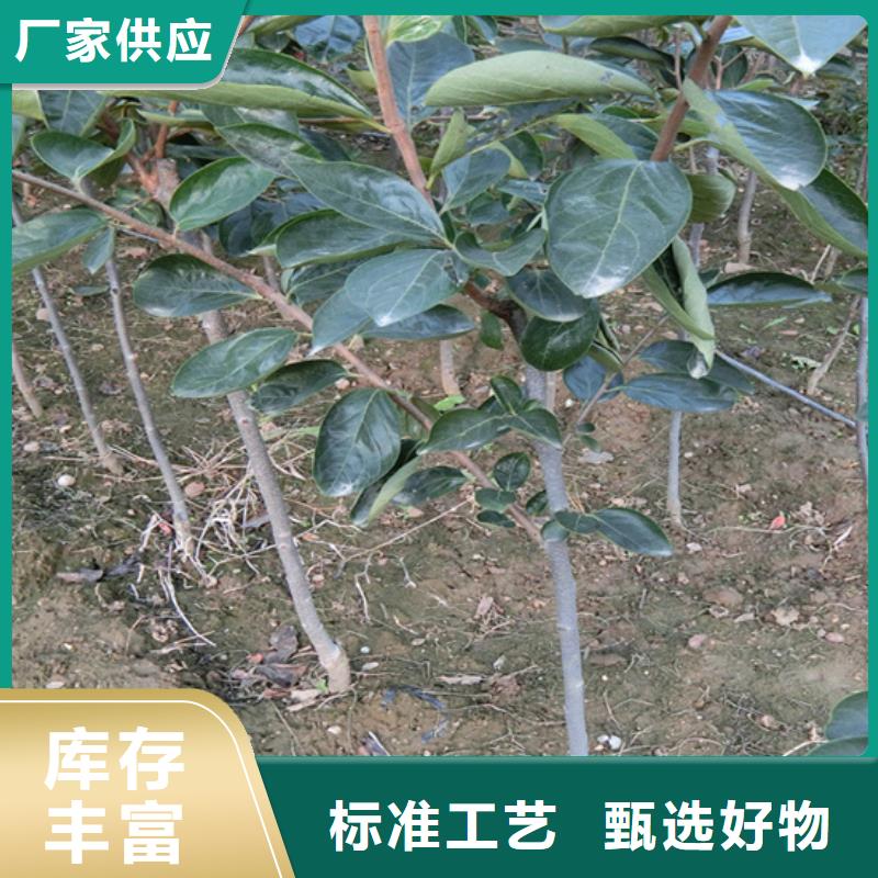 柿子草莓苗常年出售