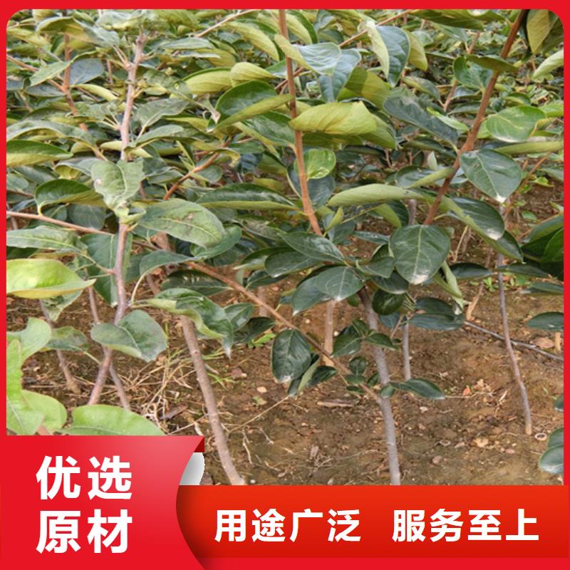 柿子板栗苗实拍品质保障