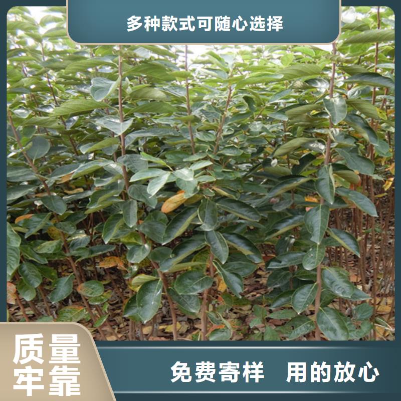 轩园柿子-【苹果苗】可定制有保障-业务覆盖区域|庐山|瑞昌|抚州|景德镇|吉安|南昌|萍乡|上饶|新余-云商赢企