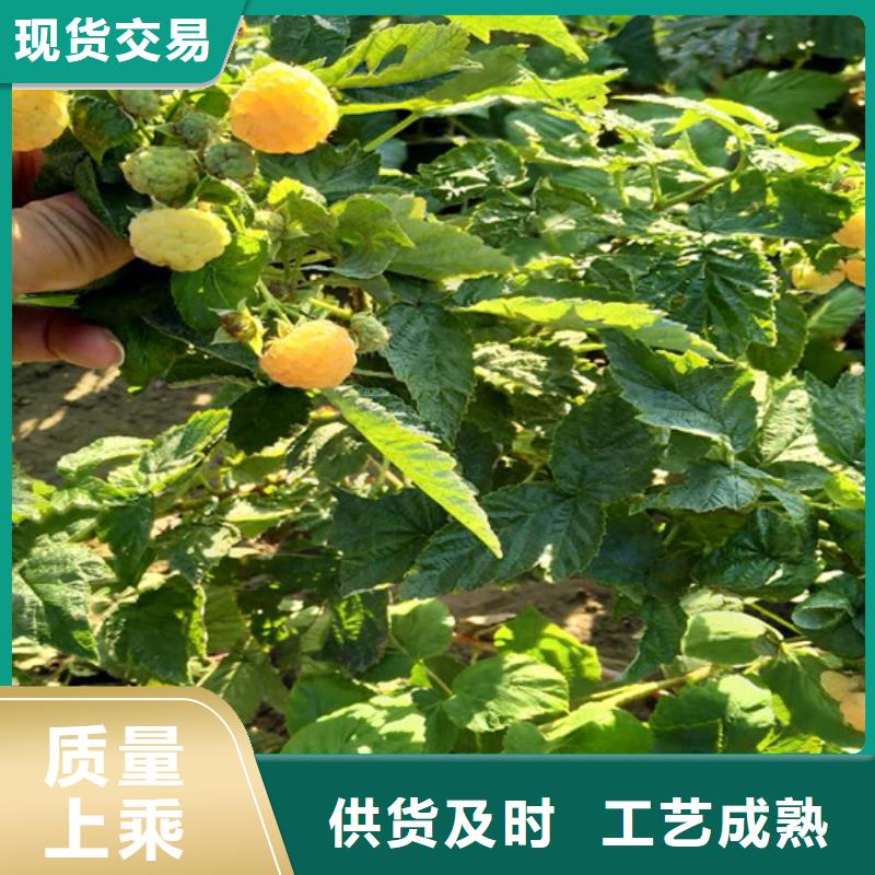树莓苹果苗常年出售