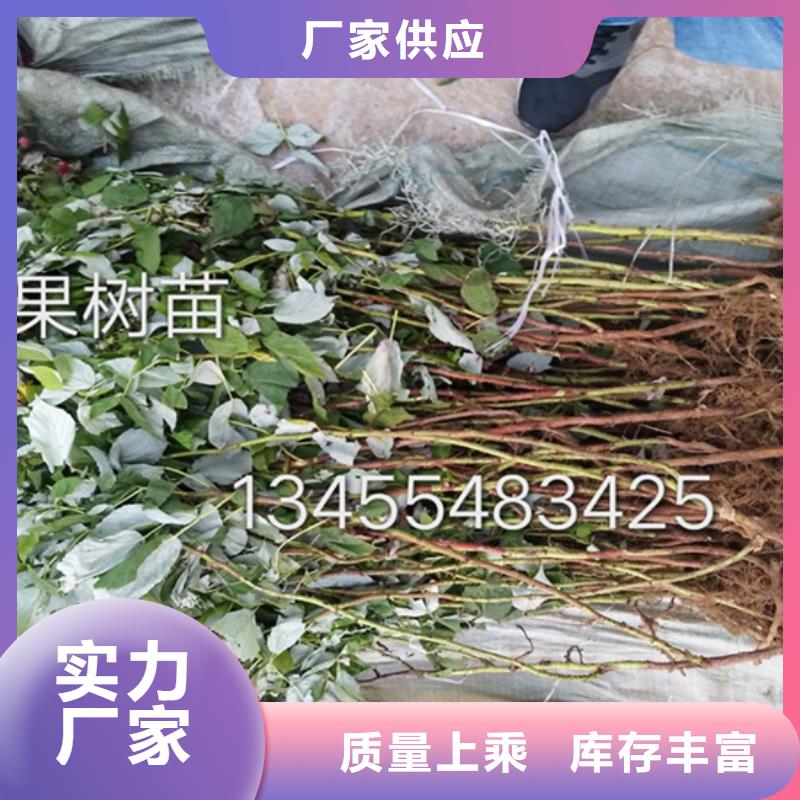【树莓】-桃树苗严格把控每一处细节-轩园园艺场(宣城市分公司)-云商赢企