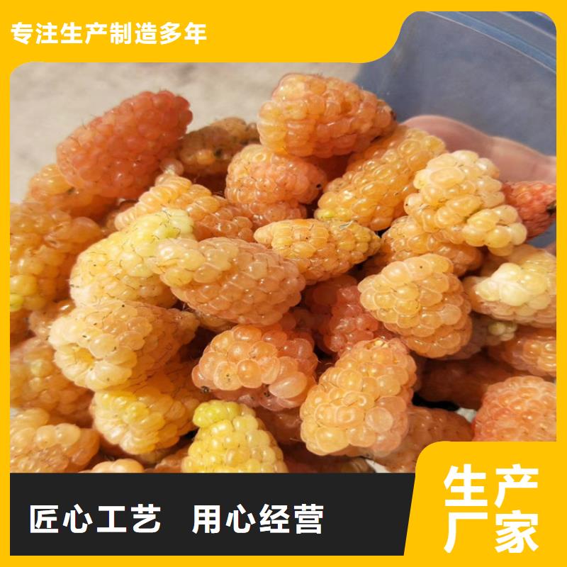 树莓,【蓝莓苗】品质优良