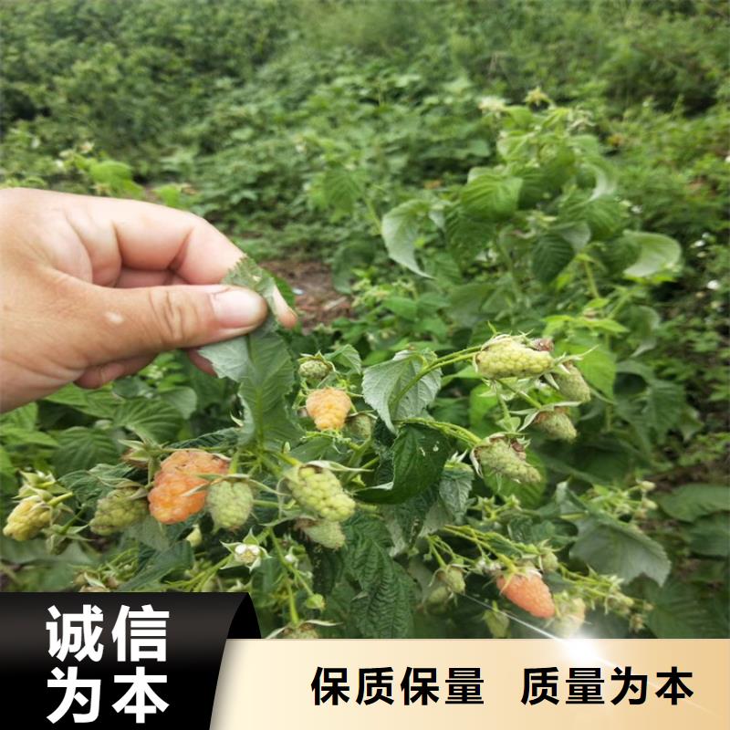 树莓杏树苗经久耐用