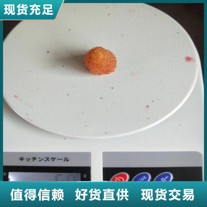 树莓樱桃苗48小时发货
