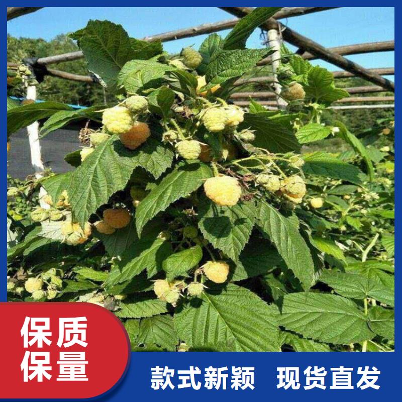 树莓樱桃苗全品类现货