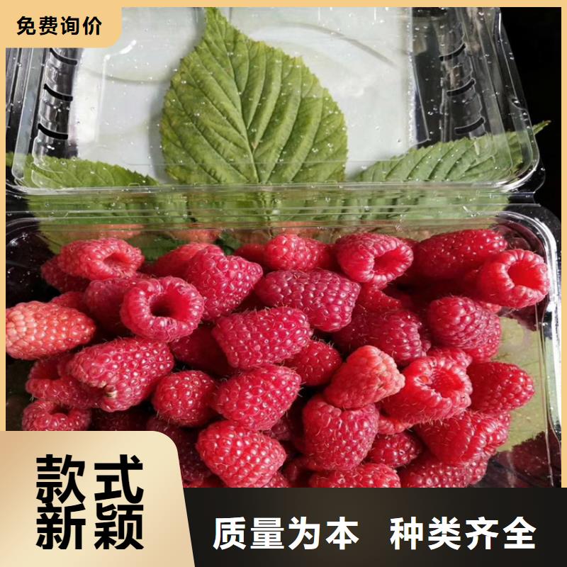 树莓-【杏树苗】实力商家由轩园为您