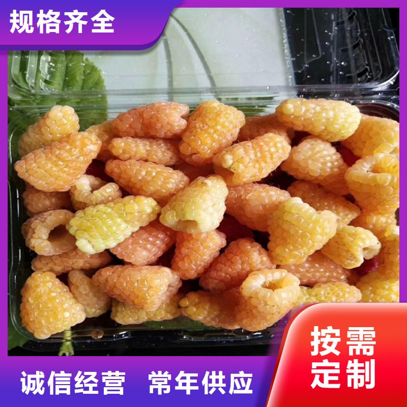 树莓樱桃苗一手价格