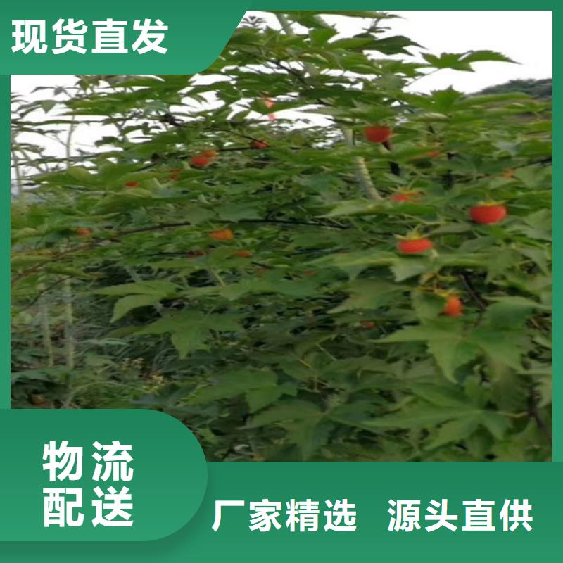树莓桃树苗量大从优