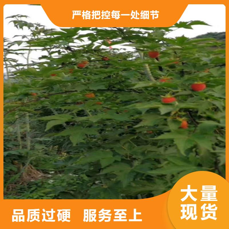 树莓-【杏树苗】实力商家由轩园为您