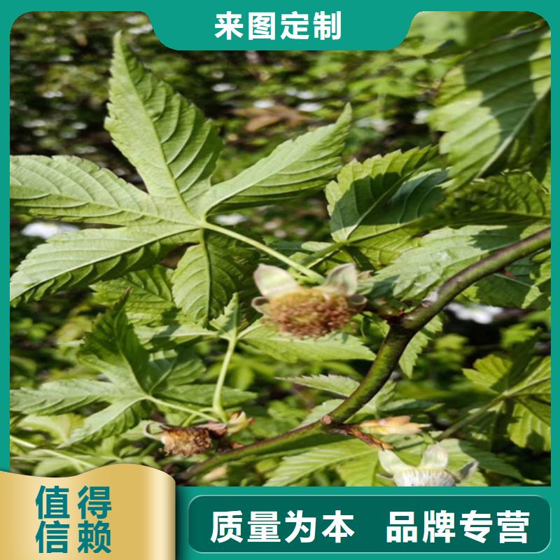 树莓苹果苗详细参数