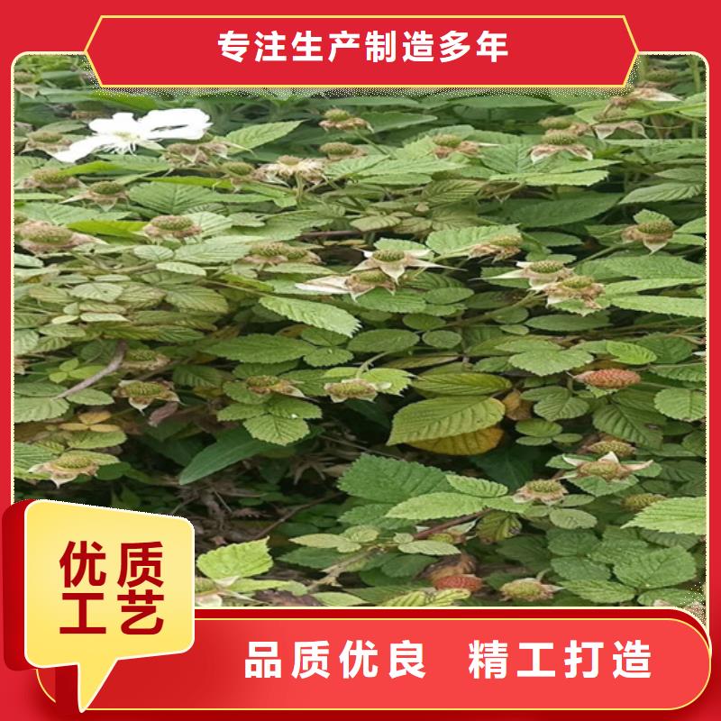 树莓-【杏树苗】实力商家由轩园为您