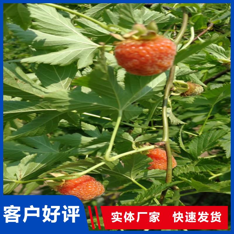 树莓,【蓝莓苗】品质优良