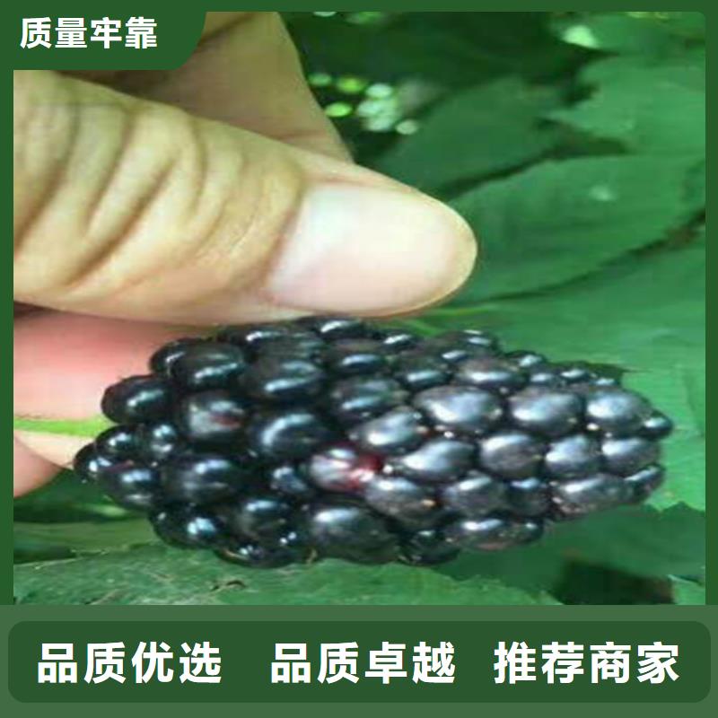 树莓石榴苗闪电发货
