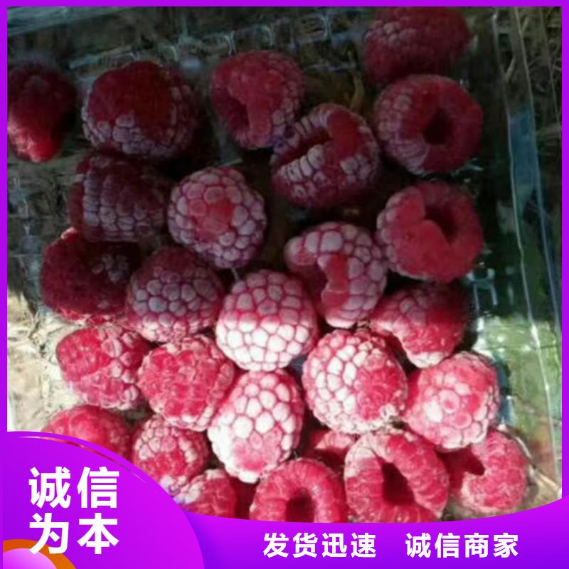 树莓,【蓝莓苗】品质优良