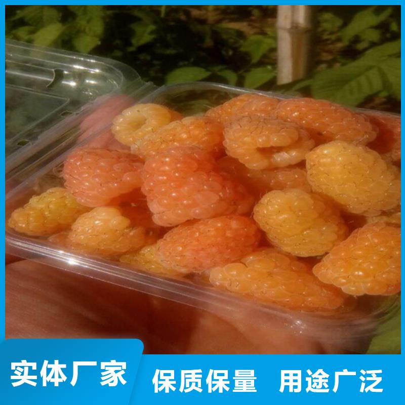树莓苹果苗常年出售