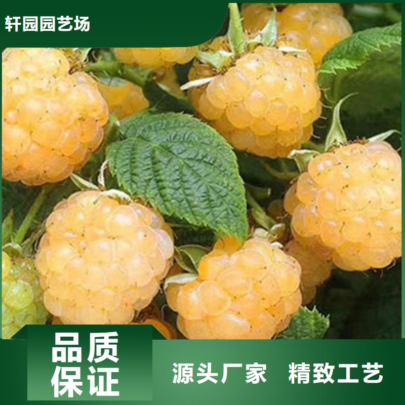 树莓石榴苗闪电发货