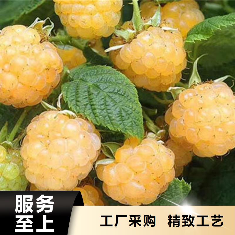 树莓苹果苗详细参数