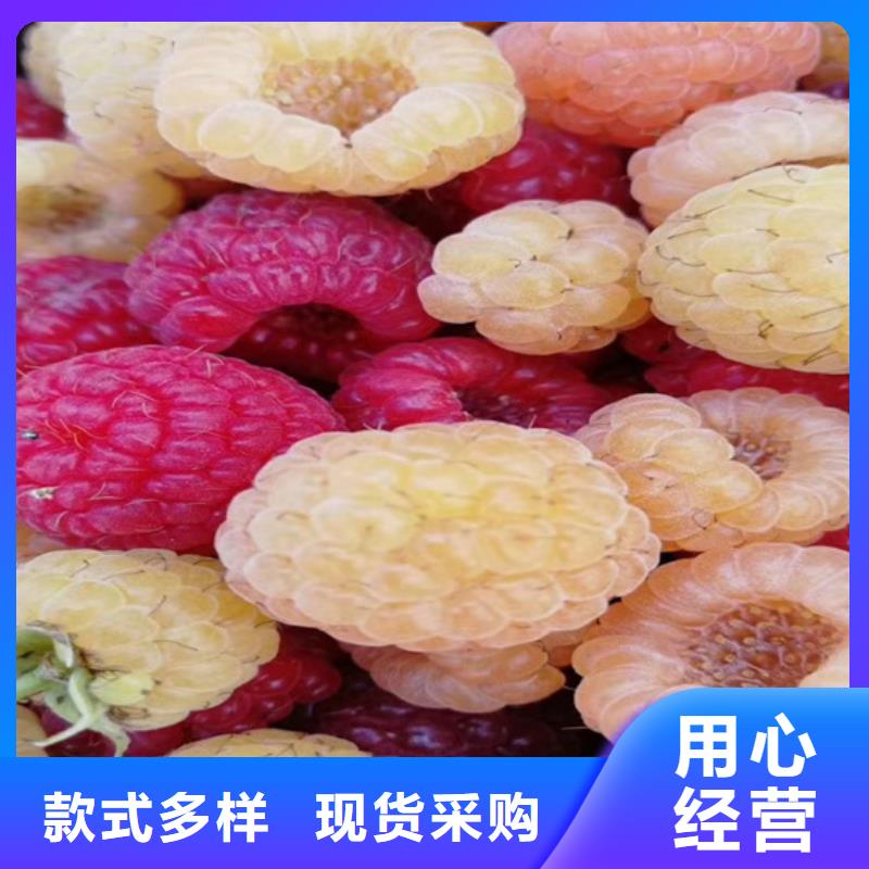【树莓】-桃树苗严格把控每一处细节-轩园园艺场(宣城市分公司)-云商赢企